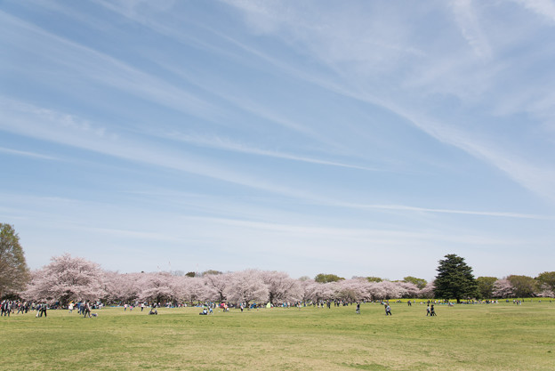 【昭和記念公園「桜の園」花見の様子】