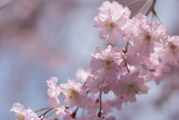 【昭和記念公園(八重しだれ桜)】4