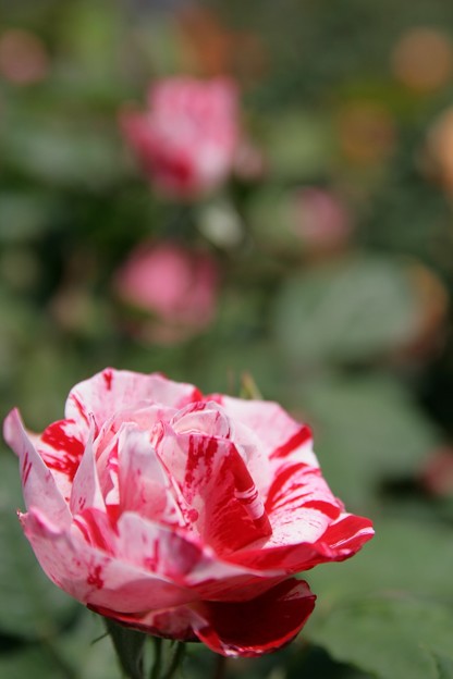 IMG_6116ばら園・薔薇（アラベスク）