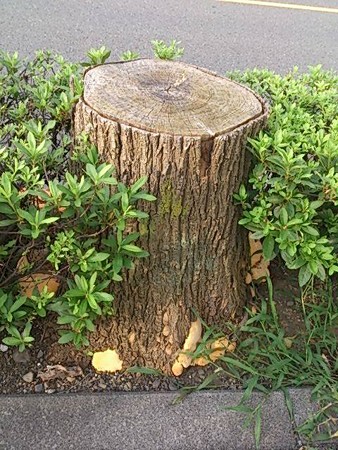 サルノコシカケ000000005