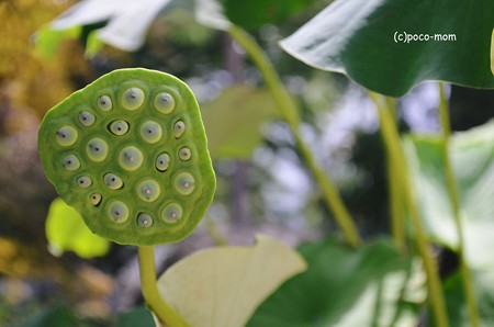 蓮 花托2014年07月30日_DSC_0052