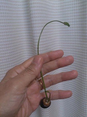 蓮 実生 育てる0000000000005