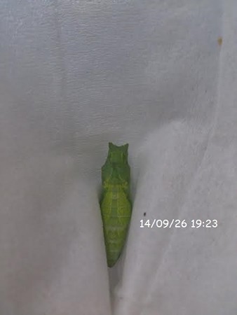 落下した蛹の救出方法