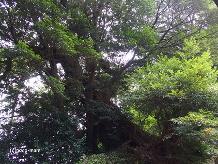雷山雷神社 中宮 PA120382