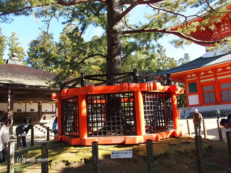 高野山根本大塔 三鈷の松 PB030633