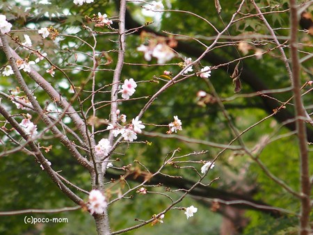三十三間堂本坊妙法院 PB010175