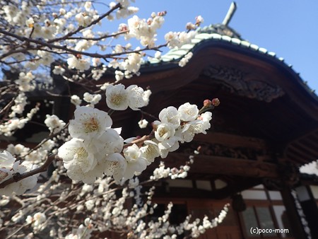 吉祥寺のお寺さん P2262394