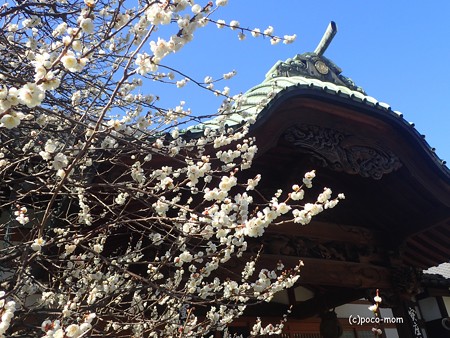 吉祥寺のお寺さん P2262399