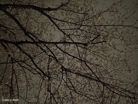 夜桜 P4010210