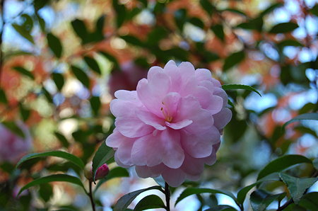 唐招提寺 山茶花