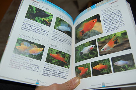 熱帯魚