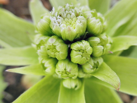 蕗の薹