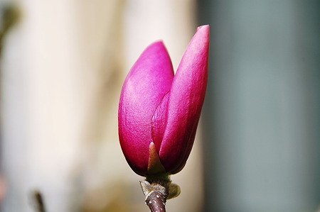 2010年03月21日_DSC_0456
