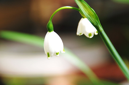 2010年03月21日_DSC_0461