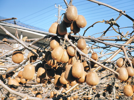 2010年12月23日_PC230245 キウイ