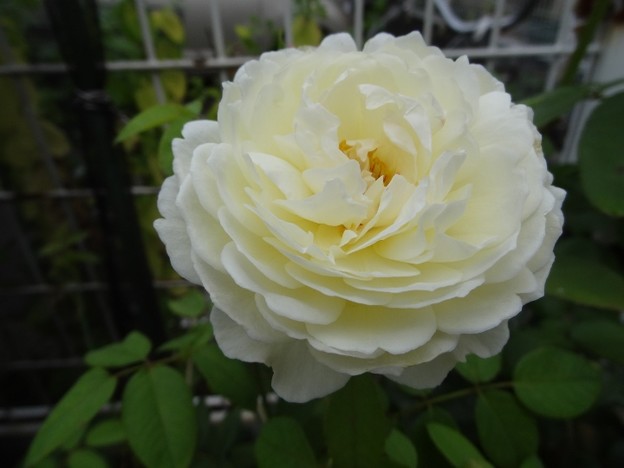 8kurea26071802