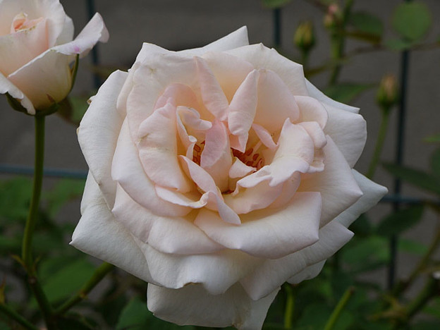 opheria26070301