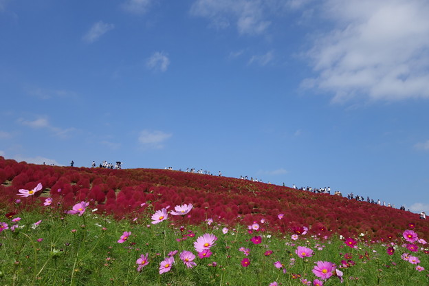Photos: コキアと青空と秋桜と