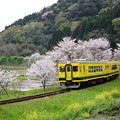 桜のトンネル列車