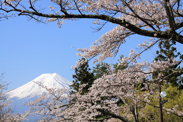 Photos: 富士と桜