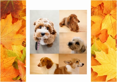 A4-autumn1-sample