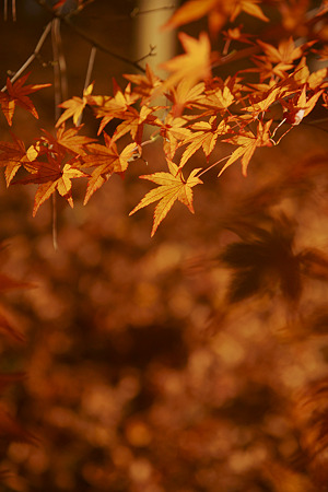 紅葉見ナイト