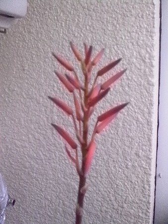 サボテンの花