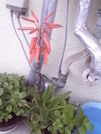 サボテンの花 2