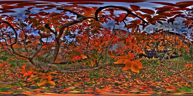 柿紅葉 360度パノラマ写真 HDR