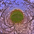 Photos: 牧之原市 勝間田川の桜 Little Planet(3) HDR