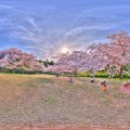 Photos: 2016年4月9日　谷津山　桜　360度パノラマ写真(1) HDR