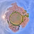 Photos: 2016年4月9日　谷津山　桜　Little Planet(1) HDR Panorama