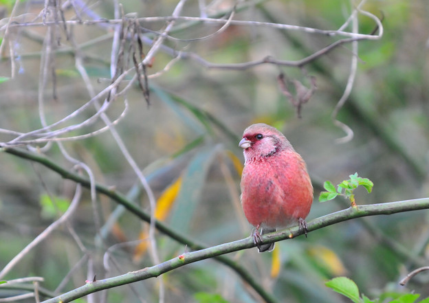 紅色した可愛い鳥 写真共有サイト フォト蔵
