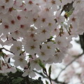 IMG_0956