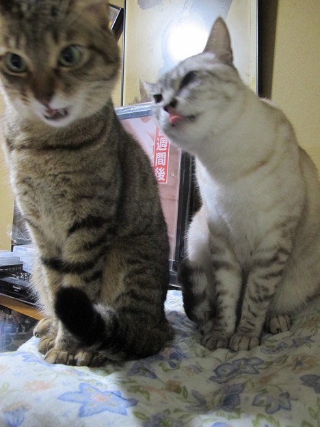 月「昼間はちょっと面白かった」銀「ドキドキが止まらなかったんだけども…」