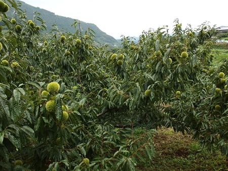 P9051509