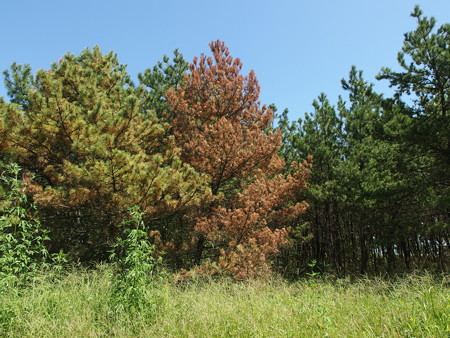 P9091756