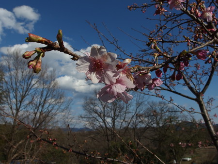 P2031068