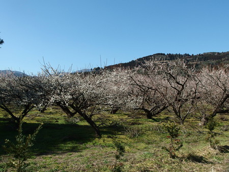 P2101224