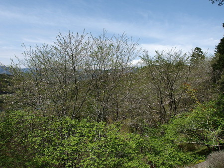 P4052448