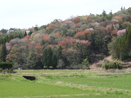 P4090564