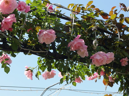 P4303281