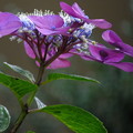 紫色に咲き誇る