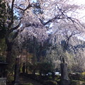 妙覚禅寺の桜の大木、圧巻