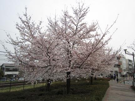 南平バス停前の桜1