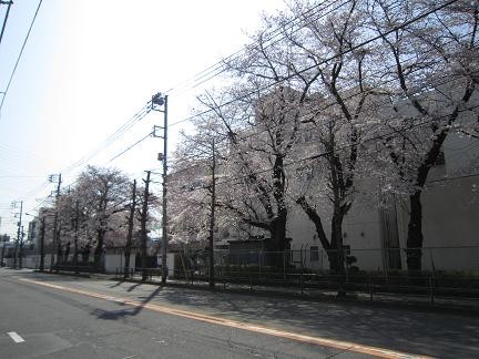 旭が丘小学校の桜