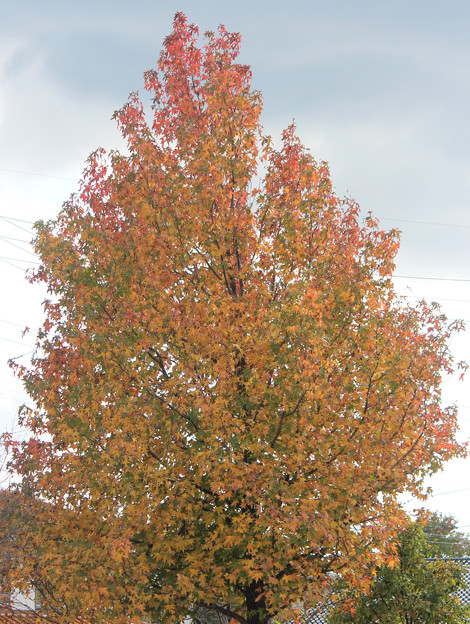 大きなプラタナスの紅葉 写真共有サイト フォト蔵