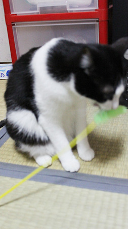 もってくる