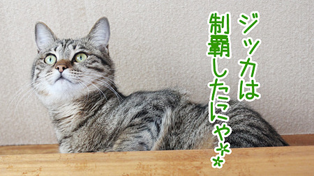 ジッカ
