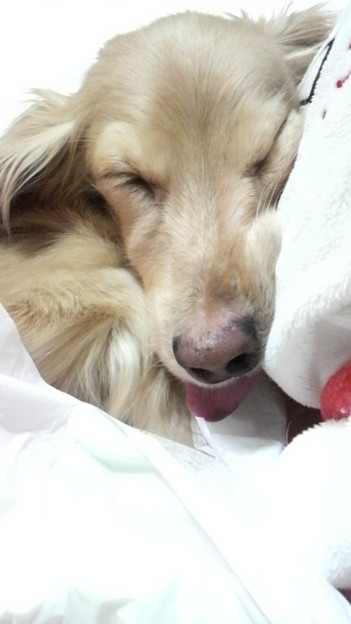うちの犬が舌を出して寝るわ 写真共有サイト フォト蔵